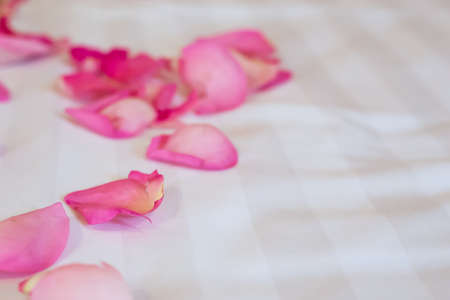 group of pink rose petals on white bed textileの写真素材