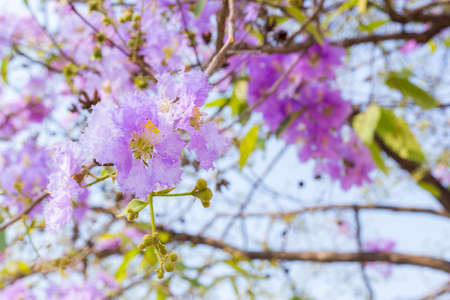purple Lagerstroemia loudoni blooming flowerの写真素材