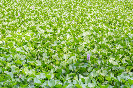 many of water hyacinth in the river, flower bloomingの写真素材