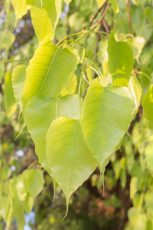 green leaves on bodhi tree, Pho, with sunlightの写真素材