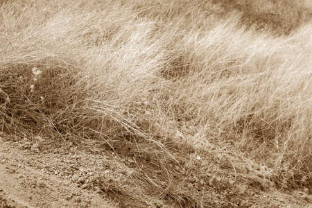 dry grass and dry earth, earth tone edited, abstract backgroundの写真素材