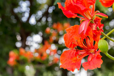 Flam-boyant, The Flame Tree, Royal Poinciana, flower on branch with bokeh background, selective focus at pollenの写真素材
