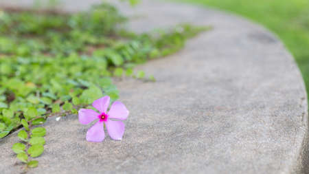 purple Madagasgar Periwinkle flower on concrete floor with selective focusの写真素材