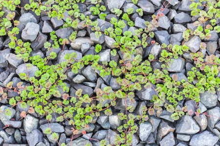 green leaves plant creep and growth on stonesの写真素材