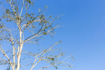 old tree with green leaves on blue sky