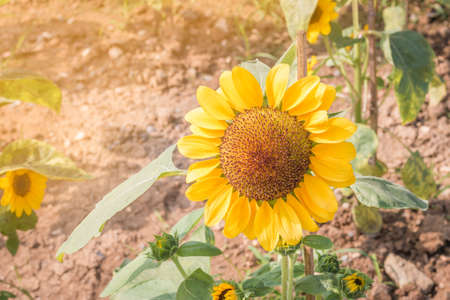 sunflower in garden with sun light from left side