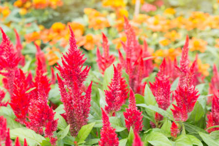 red cockscomb flower, genus Celosia in garden, selective focusの写真素材