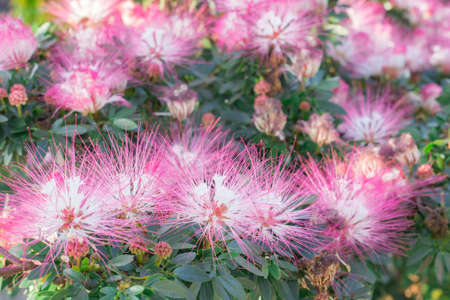 pink boa, mimosa flowers and green leaves, selective focusの写真素材
