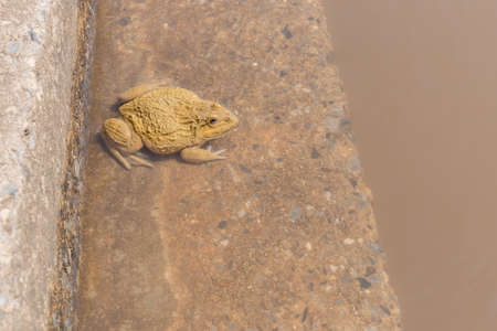 gold/yellow toad in water of the riverの写真素材