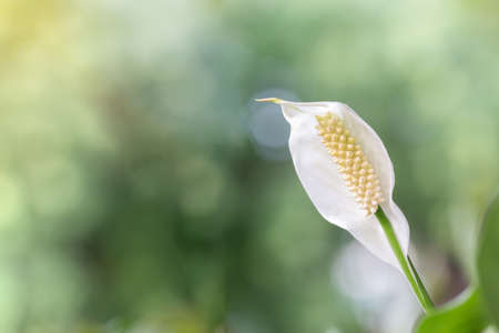 white Peace Lily flower, Spathiphyllum cannifoliu with green bokeh background and sunlight form left side, selective focusの写真素材