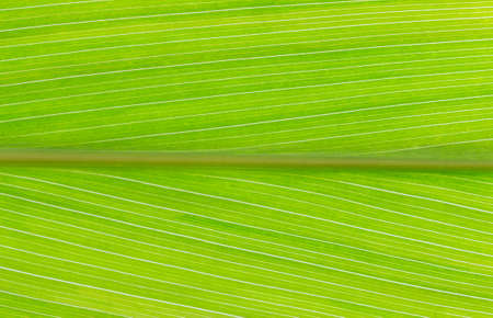 green leaf texture nature abstract background, selective focusの写真素材