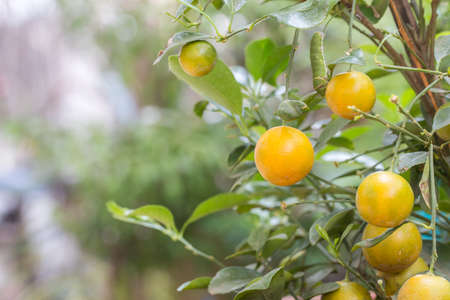 orange fruit on branch with green caterpillar background