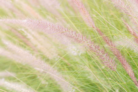 kans grass with flower blooming wnd blowing by wind, selective focusの写真素材
