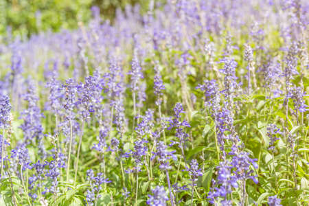 Meadow Sage (Salvia pratensis) - herbaceous perennial plant, field of purple flowers, selective...