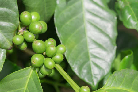 fresh green coffee beans and green leaves on branch, selective focusの写真素材