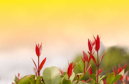 Australian Rose Apple leaves and orange sky background, nature abstract fresh and love triangle conceptの写真素材