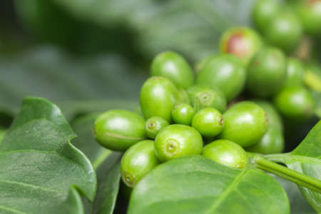 fresh green coffee beans and green leaves on branch, selective focusの写真素材