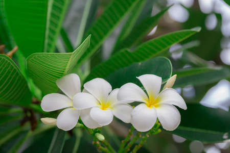 Plumeria flower frangipani, shite and yellow, with green leaves and bokeh backgroundの写真素材