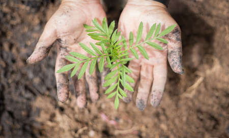 hand holding green leaves plant, small marigold environment conservasion concept, black soil...