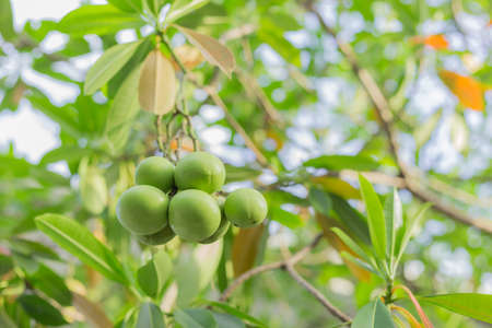 Alstonia scholaris seed on branch with green leavesの写真素材