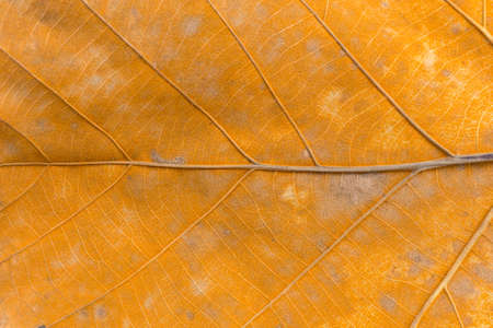 Yellow teak leaves background texture, with Soybean Rustの写真素材