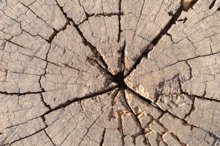 old wood texture background with ring and cracked pattern
