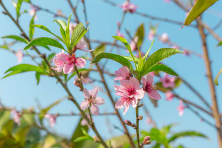 pink peach flowers with green leafs on branch, blue sky