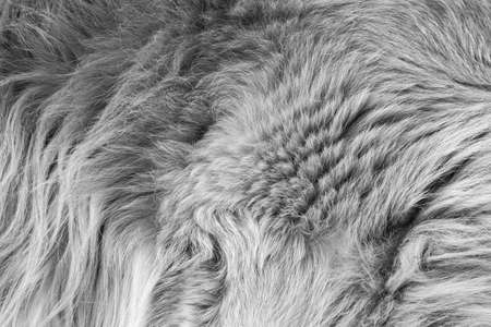 dog hair background black and white toneの写真素材