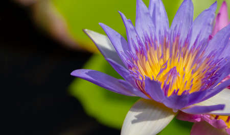 lotus flower with purple petal and yellow pollenの写真素材