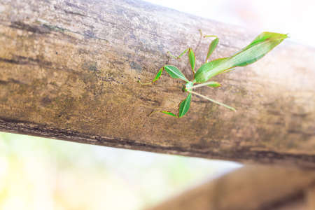 Phylliidae leaf insect with green color hang on bamboo