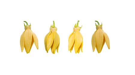 Cananga odorata, ylang-ylang flower isolated on white background with clipping pathの写真素材