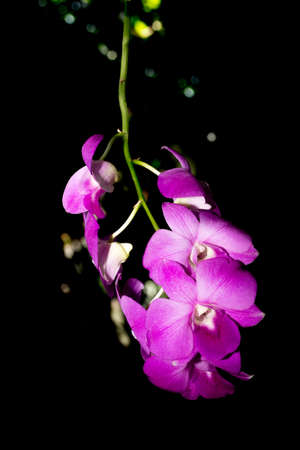 purple orchids isolated on black background with bokeh grow in the darkの写真素材