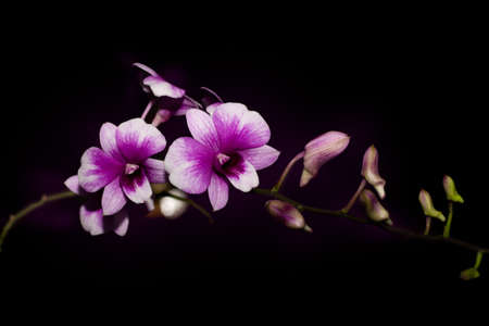 purple orchids isolated on black background with bokeh grow in the darkの写真素材