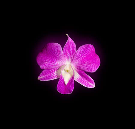 purple orchids flower isolated on black background with grow purple color, clipping pathの写真素材