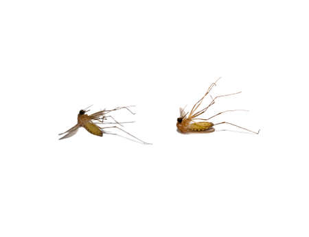 dead mosquitos on white background, selective focusの写真素材