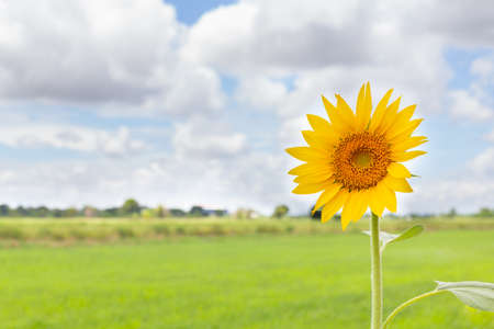 sunflower with rice field, cloud and sky backgroundの写真素材