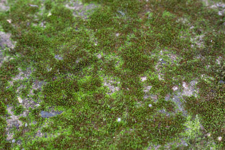 green mos texture , dirty natural abstract backgroundの写真素材
