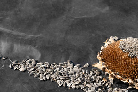 dry sun flower and seeds on black plastic sheet