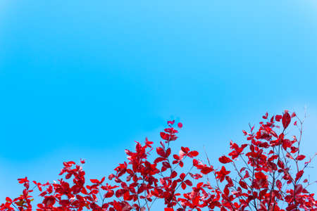 red leaves Terminalia catappa with blue sky backgroundの写真素材