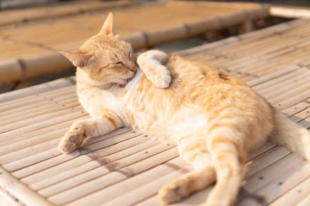 brown cat licking body for cleaning itself, selective focusの写真素材