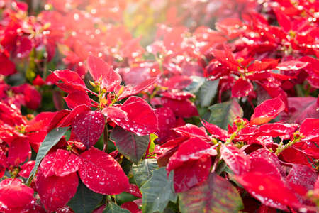 poinsettia plant with red leaves and water drop, growing lighting backgroundの写真素材
