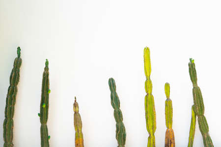 green and yellow cactus on white wallの写真素材