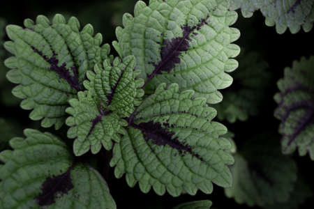 green leaf background with dark tone, selective focusの写真素材