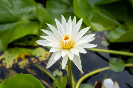 white lotus flower with yellow pollen and green leaf background