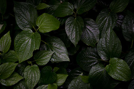 betel leaf abstract background, dark tone