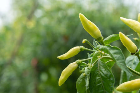 Karen Chili on branches with green leaf and bokeh background