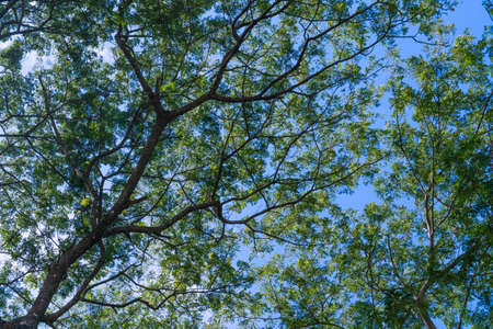 under tree shade with blue sky, nature concept background