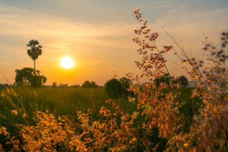 rural scene with grass flower and sunset backgroundの写真素材