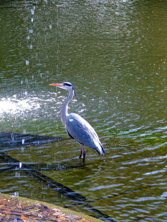Heron in a pond with water from fountain splashing all aroundの写真素材