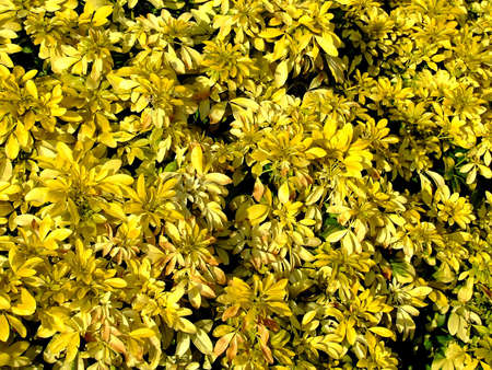 Texture of yellow flowersの写真素材